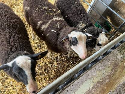 Bild 2:Ostfriesische Milchschafwidder