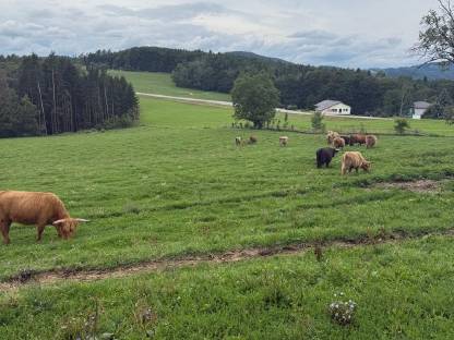 Bild 2:Hochlandrinder Bestand