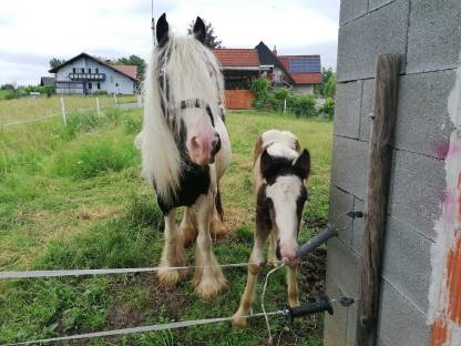 Bild 2:Hübsche Tinkerstute