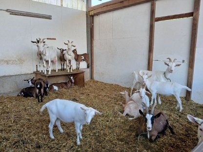 Bild 2:Bündnerböcke/Kitze