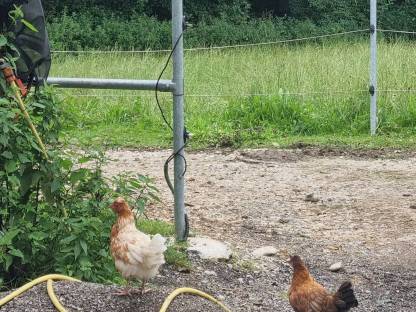 Bild 2:Junge Altsteirer Mischlingshühner