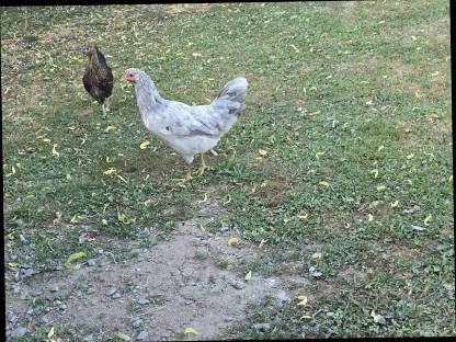 Bild 6:Legehennen von 2025