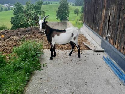 Bild 2:Tauernschecken Bock