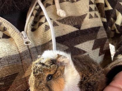 Bild 3:Hasen & Meerschweinchen