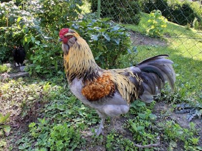 Prachtvoller Marans Hahn