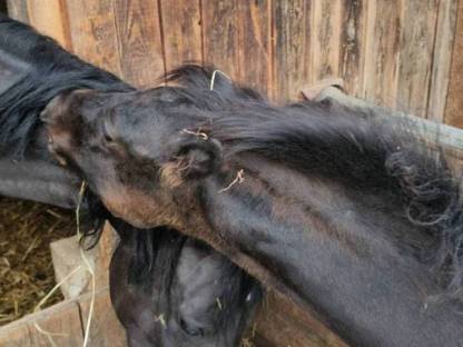 Bild 6:Vielversprechendes Hengstfohlen