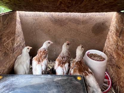 Bild 7:Thüringer Barthuhn Küken