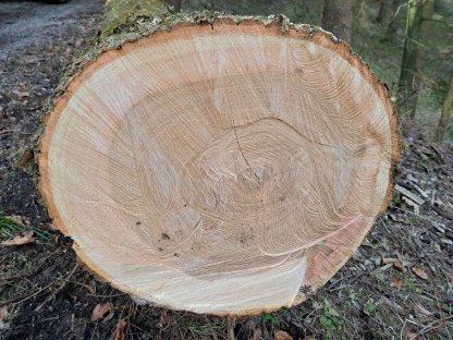 Bild 6:Verkaufe Bergahorn- und Eschenstämme Blochholz Rundholz