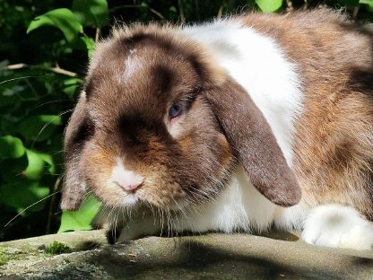 Bild 3:Vergebe wunderschönen Minilop Rammler mit blauen Augen