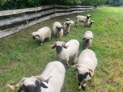 Walliser Schwarznasen Herde