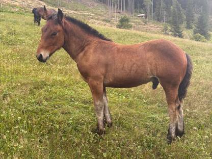 Noriker Hengstfohlen