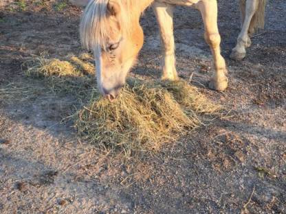 Bild 2:Haflinger