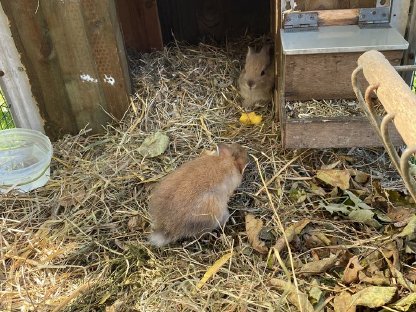 Bild 6:Zwergkaninchen