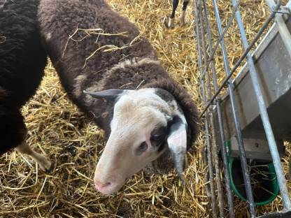 Bild 3:Ostfriesische Milchschafwidder