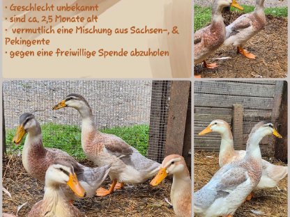 Enten Küken