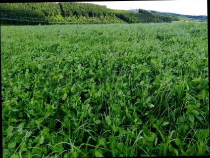 Bild 2:Siloballen Klee Ackerklee Bio