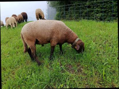 Jura Widder Bio