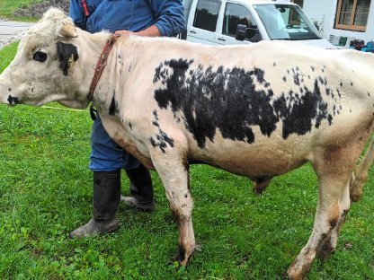 Pustertaler Sprinzen Stierkalb