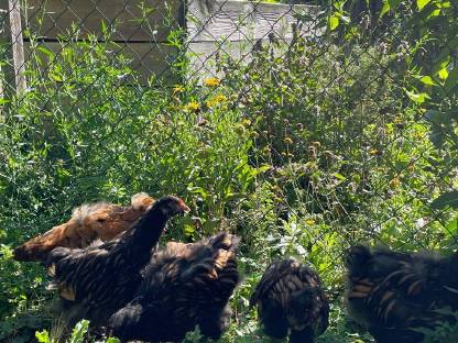 Bild 6:Hühner und Hähne reinrassig, teilweise farbrein