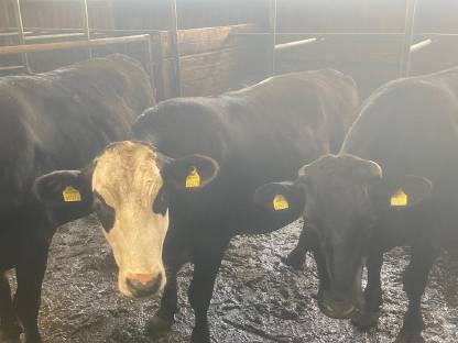 Bild 7:Verkaufe Wagyu-Kreuzungsochsen