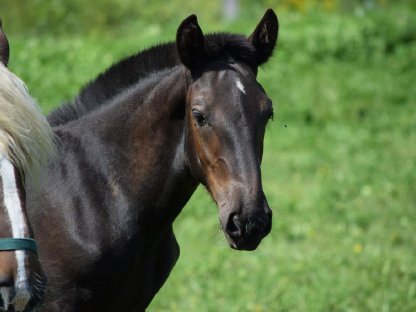 Bild 2:Maroni Diamant Noriker Rapp Hengstfohlen zu verkaufen