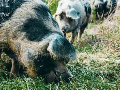 Bio-Turopolje Mastschweine