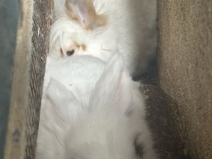 Bild 4:Hasen zu verschenken