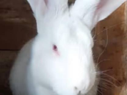 Bild 2:Riesen Weiß Rotauge, Hasen, Kaninchen