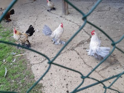 Bild 3:Federvieh abzugeben