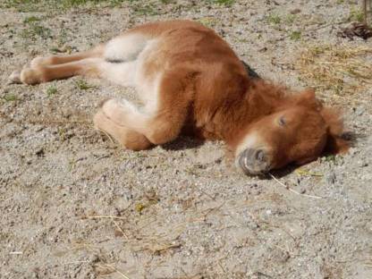 Bild 2:Minishetty, Ponys, Minishetland, Stuten