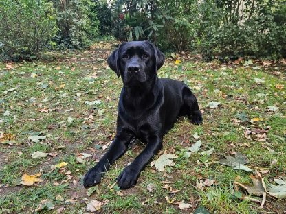 Bild 4:Labrador Deckrüde mit FCI Ahnentafel