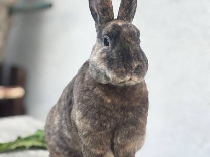 Kaninchen Kleinrex