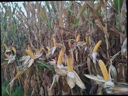 Bild 6:Mais-Silo-Rundballen