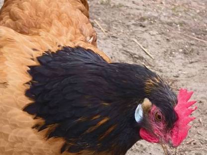 Bild 7:Vorwerk Bruteier