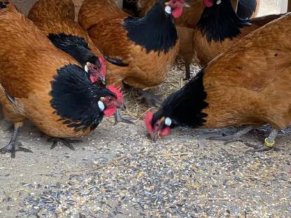 Bild 8:Vorwerk-Bruteier