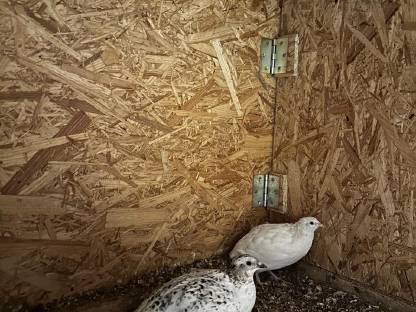 Bild 3:Bruteier Celadonwachtel