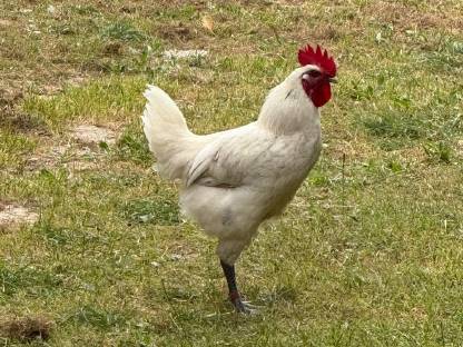 Bild 4:Reinrassige Hähne