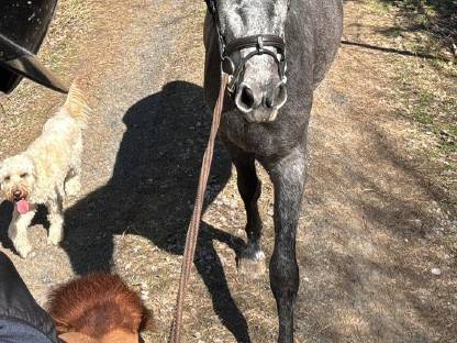 Bild 6:Warmblutstute 3-jährig