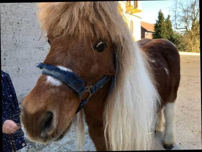 Bild 4:Shetlandpony Wallach
