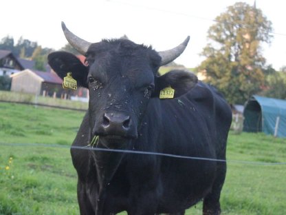 Bild 3:Wagyustier F1