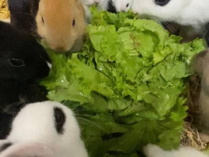 Bild 3:Zwergkaninchen - Kinderlieb und zutraulich