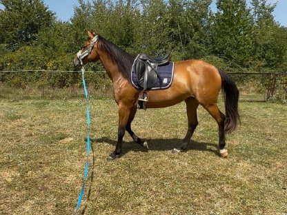 Bild 7:9j Warmblutstute Freizeitpferd