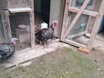 Bild 2:Truthähne zu verkaufen