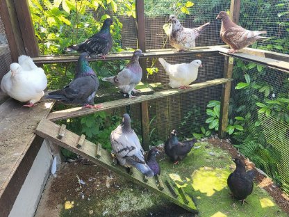 Bild 5:Mondaintauben