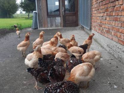 Araucana Jungtiere blau weizenfärbig und Zwergsussex