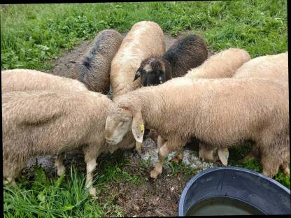 Bild 3:Bergschaf Widder