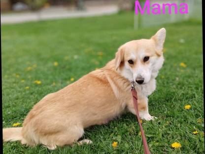 Bild 4:Welsh Corgi Pembroke × Zwergpinscher Welpen