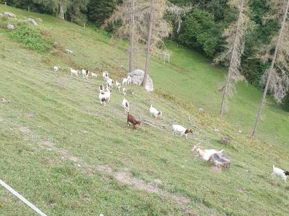 Burenziegen