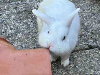 Bild 2:Kleiner Hase Kaninchen Rammler unkastriert Löwenköpchen Mix