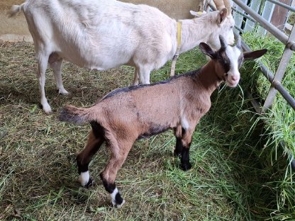 Bockkitz